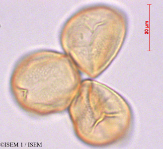 Wisteria sinensis - lame n° 29204